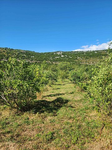 FOR SALE – Family property with large land and orchard, near Danilovgrad — photo 4